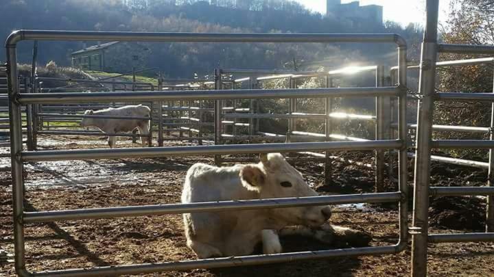 Le Chianine Dei Tognoli Villa Gragnola Bagian luar foto
